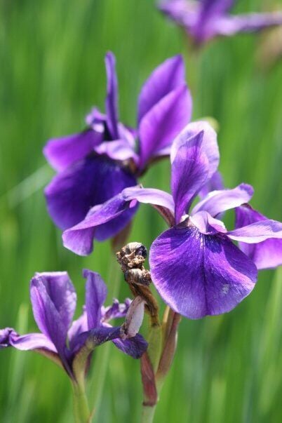 Iris flowering